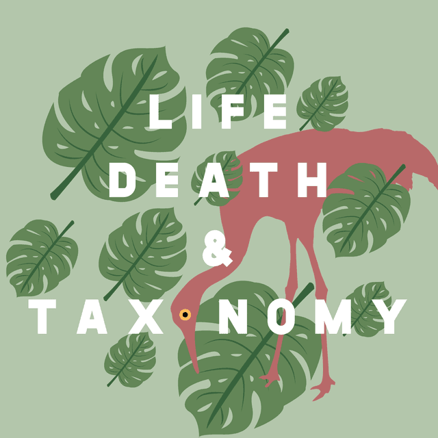 Episode 424 – East Asian Orb Weaver: Catfishing in Morse Code