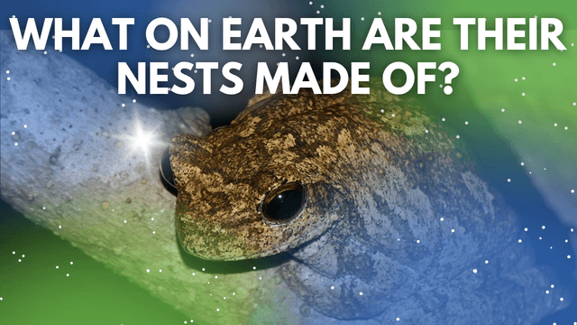 Episode 436 – Foam-Nest Tree Frog: Modern Insulator