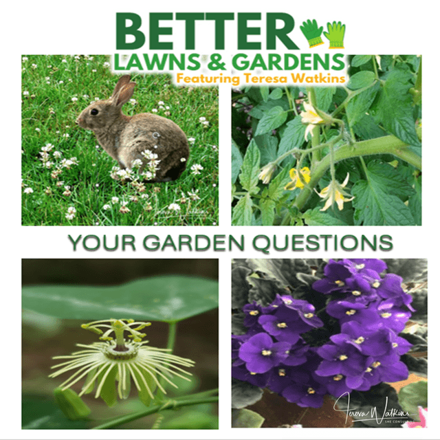 Better Lawns and Gardens - Hour 1 Your Garden Questions Jan 10, 2026