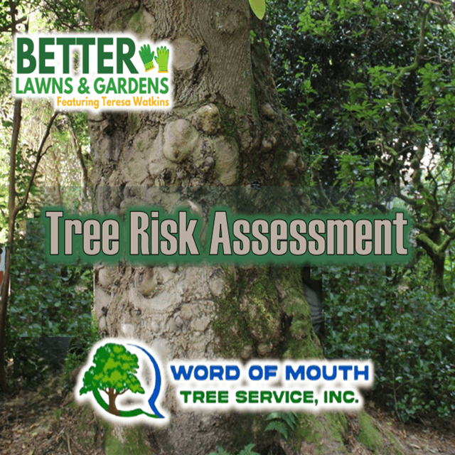 Better Lawns and Gardens - Hour 2 Tree Risk Assessment Jan 17, 2026