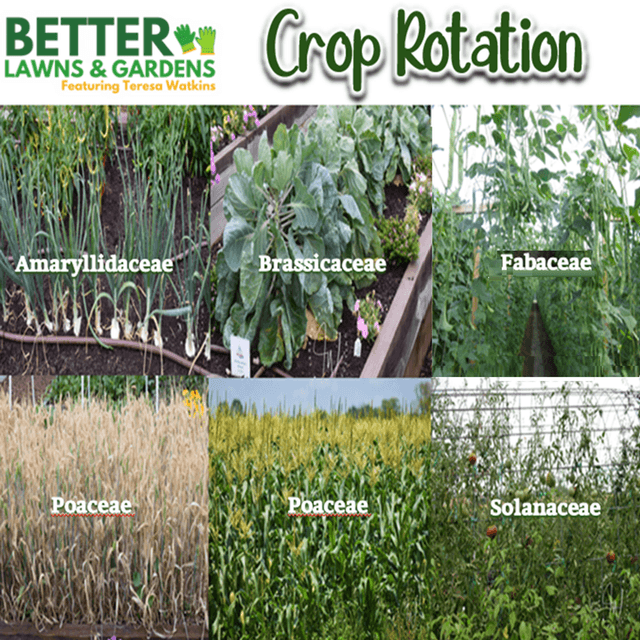 Better Lawns and Gardens - Hour 1 WInter Storm and Crop Rotation January 24 2026