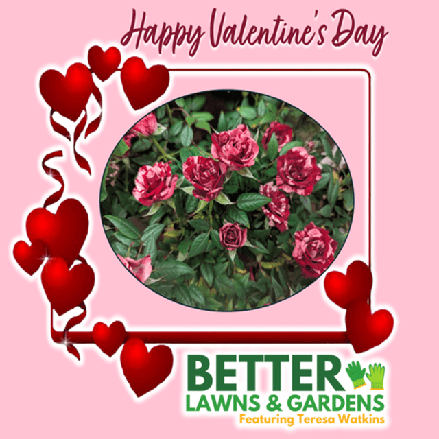 Better Lawns and Gardens - Hour 1 Valentine's Day February 14 2026