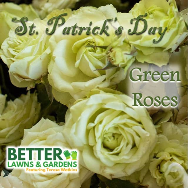 Better Lawns and Gardens - St. Patrick's Day Green March 14, 2026