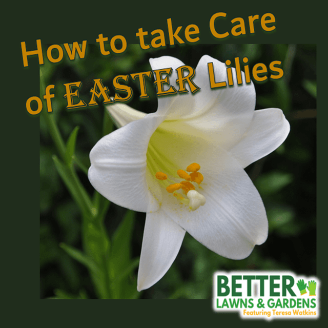 Better Lawns and Gardens - Hour 1 How to Take Care of and Grow Easter Lilies April 5, 2026
