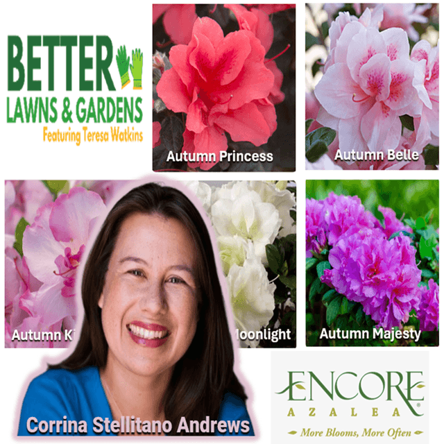 Better Lawns and Gardens - Hour 2 New Encore Azaleas! May 9, 2026