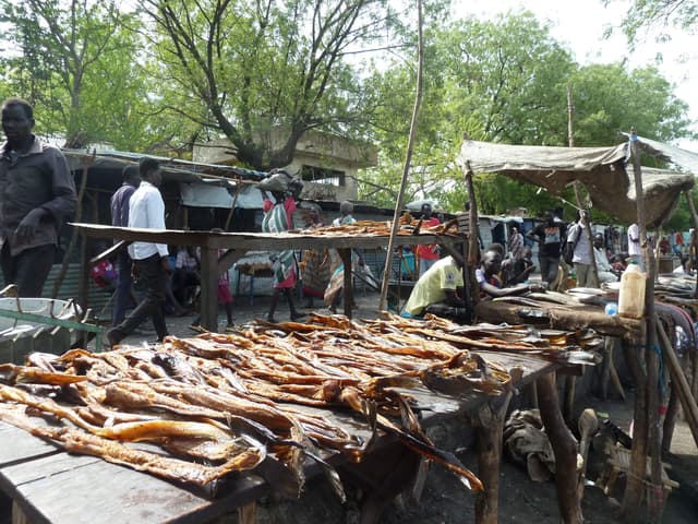 FEATURE | Jonglei Fishing Industry Offers Livelihoods but Struggles With Roads, Security and Storage
