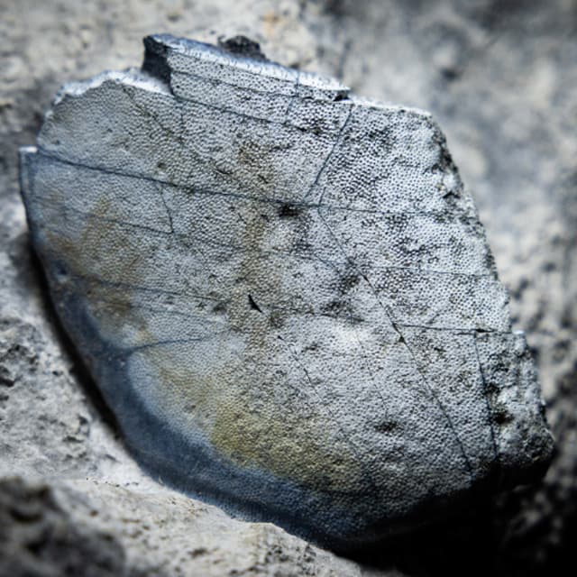 Discovery of 330-Million-Year-Old Fossil Shark Teeth In The Burren