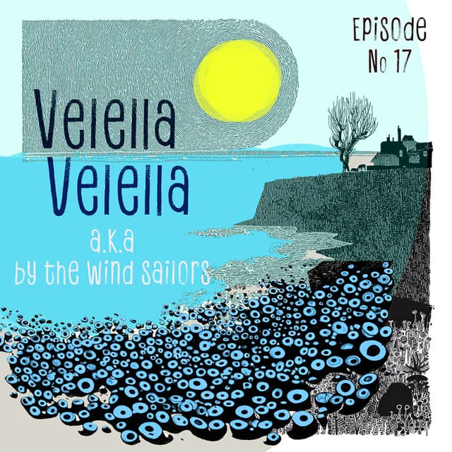 Velella Velella By the Wind Sailors