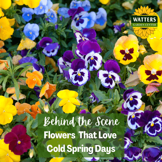 Behind the Scene Follower Bonus: Flowers That Love Cold Spring Days