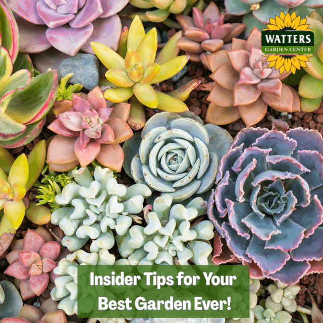 🎙️Welcome to Episode 26 – 7 of The Mountain Gardener Podcast with Ken and Lisa Lain!