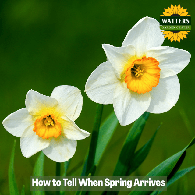 🌼 How to Tell When Spring Arrives