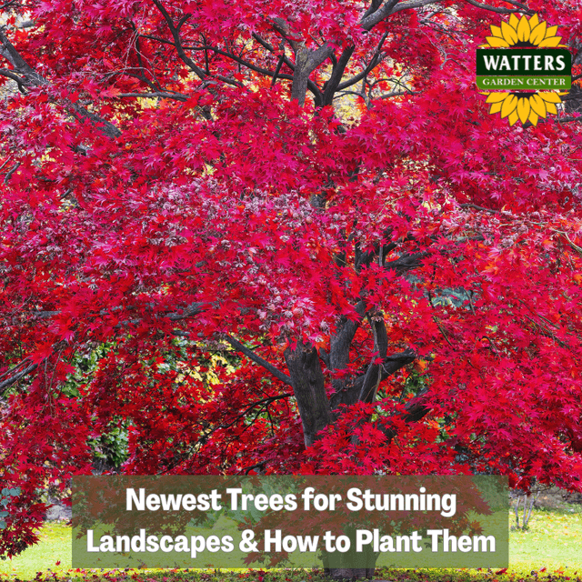 🏡 Newest Trees for Stunning Landscapes and How to Plant Them