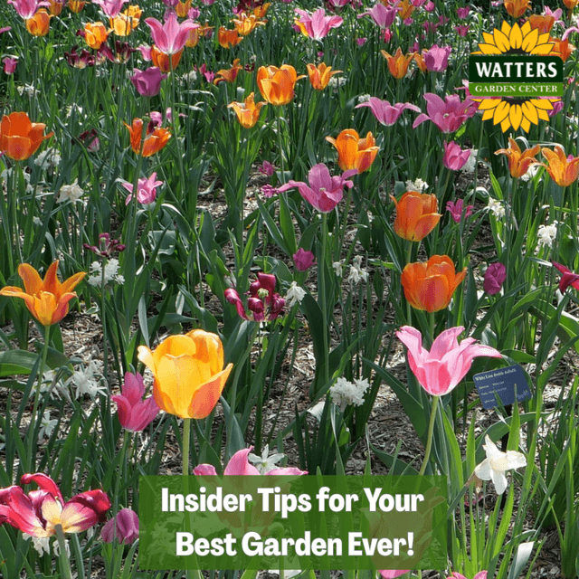 🎙️Welcome to Episode 26 – 8 of The Mountain Gardener Podcast with Ken and Lisa Lain!