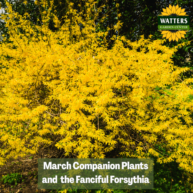 🌼 March Companion Plants and the Fanciful Forsythia