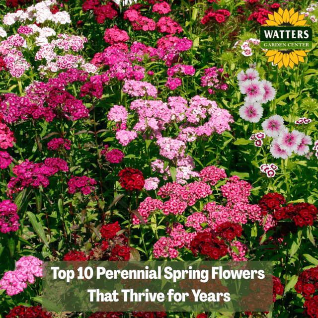 💐 Top 10 Perennial Spring Flowers that Thrive for Years