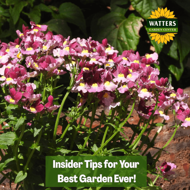 🎙️Welcome to Episode 26 – 10 of The Mountain Gardener Podcast with Ken and Lisa Watters-Lain!