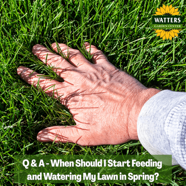 💦 Q & A - When Should I Start Watering and Feeding My Lawn in Spring?