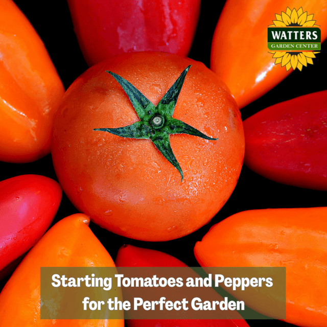 🍅 Starting Tomatoes and Peppers for the Perfect Garden