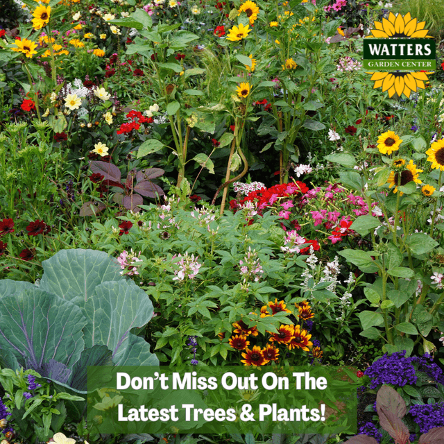 🌹Don’t Wait When You Find a Tree or Plant You Want in Spring!