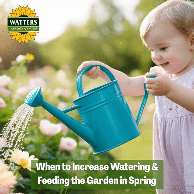 💦 When to Water and Feed Your Garden in Spring
