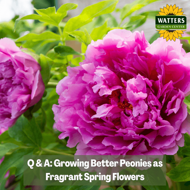 🌺 Q&A: Growing Better Peonies as Fragrant Spring Flowers