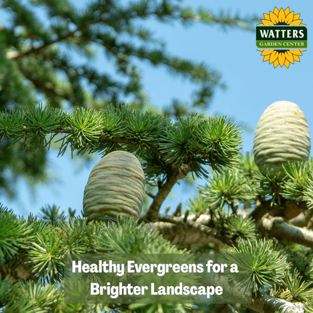 🌲 Healthy Evergreens for a Brighter Landscape