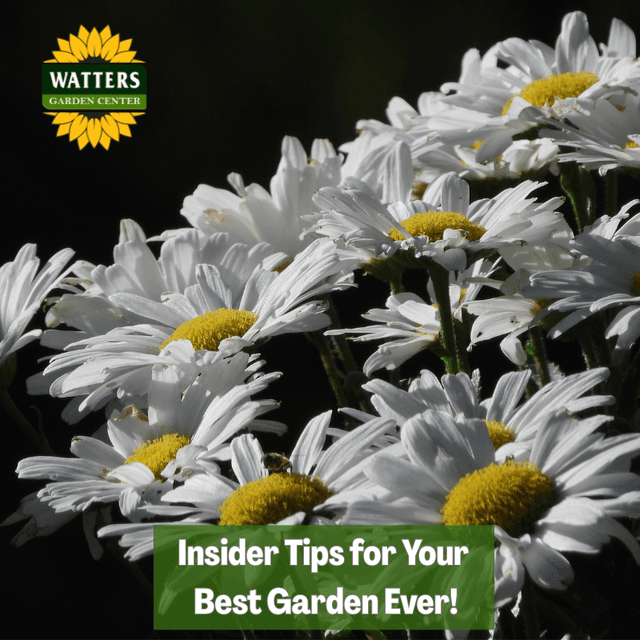 🎙️Welcome to Episode 26 – 9 of The Mountain Gardener Podcast with Ken and Lisa Watters- Lain!