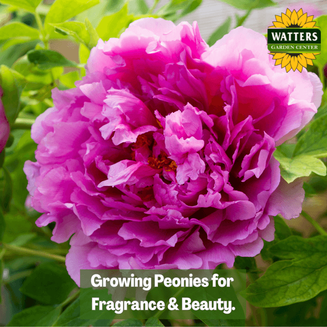 🌺 Growing Peonies for Fragrance and Beauty