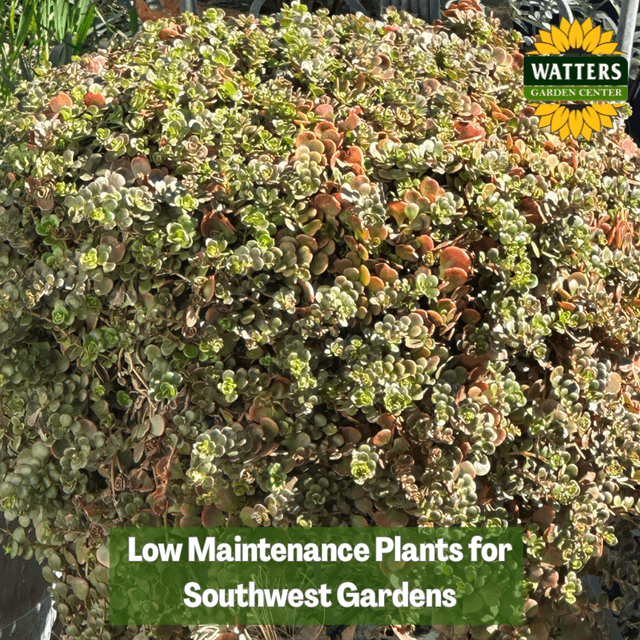 🏜️Low Maintenance Plants for Southwest Gardens