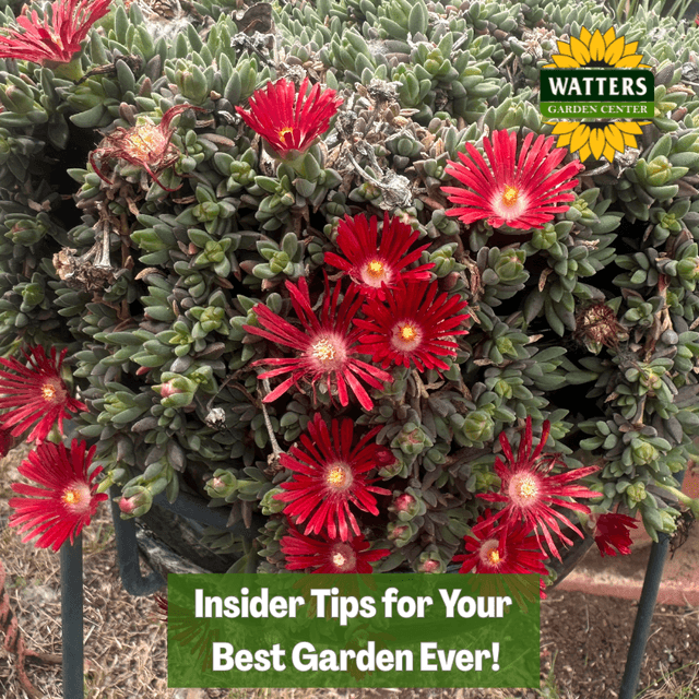 🎙️Welcome to Episode 26 – 14 of The Mountain Gardener Podcast with Ken and Lisa Watters-Lain!