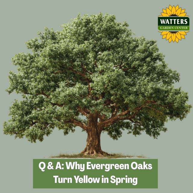 🌳 Q & A - Why Evergreen Oaks Turn Yellow in Spring