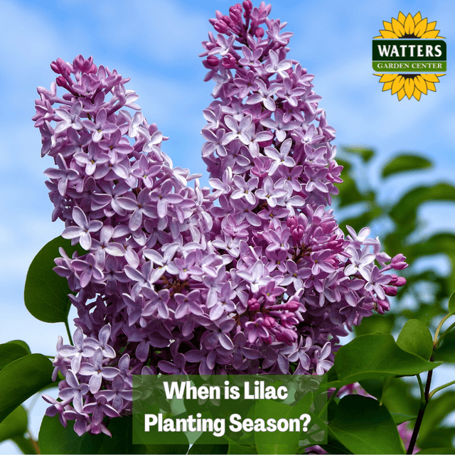 🪴When is Lilac Planting Season?