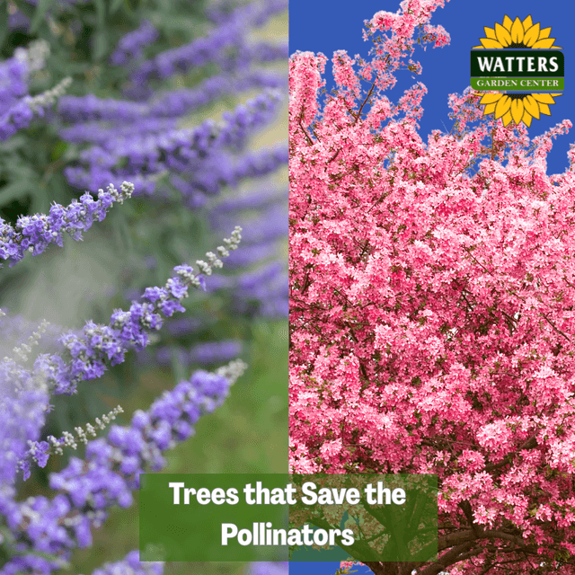 🦋 Trees that Save the Pollinators