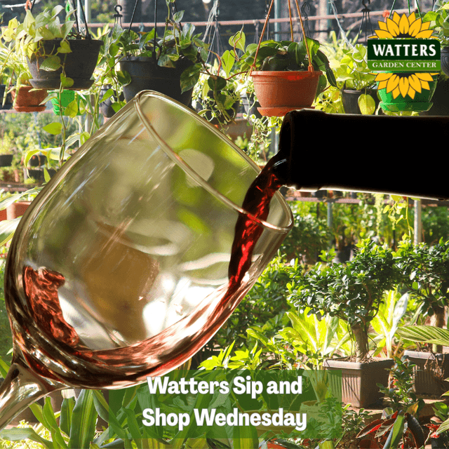 🍷 Watters Sip and Shop Wednesday