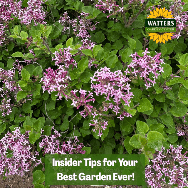 🎙️Welcome to Episode 26 – 15 of The Mountain Gardener Podcast with Ken and Lisa Watters-Lain!