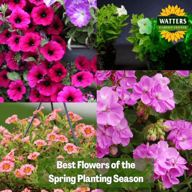 🦋 Best Flowers of the Spring Planting Season