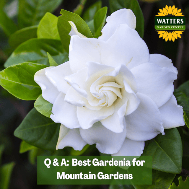 🌸 Q & A – Best Gardenia for Mountain Gardens