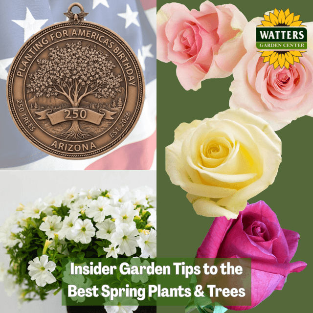 🪴Insiders Garden Tips to the Best Spring Plants