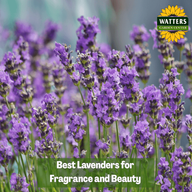 🌿 Best Lavenders for Fragrance and Beauty