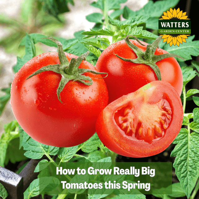 🍅 How to Grow Really Big Tomatoes This Spring