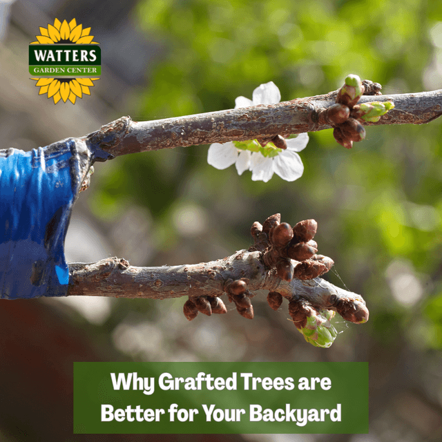 🌳 Why Grafted Trees are Better for Your Backyard