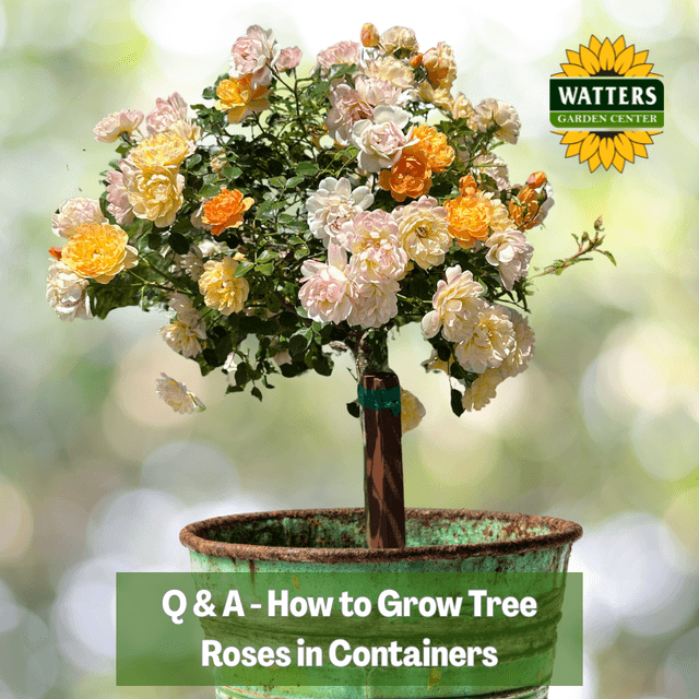 🌹 Q & A – How to Grow Tree Roses in Containers