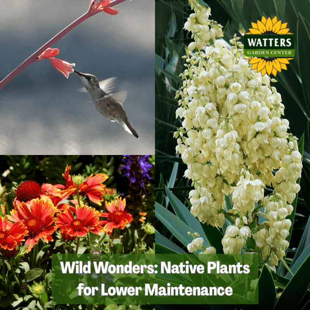 🌵Wild Wonders and the Native Plants for Lower Maintenance