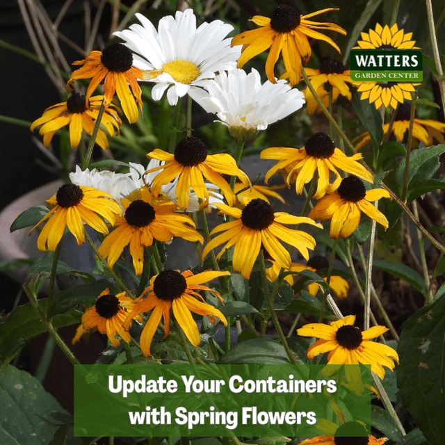 🌼 Update Your Containers with Spring Flowers