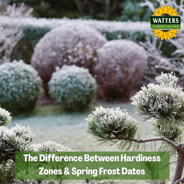 🌻The Difference Between Hardiness Zones and Spring Frost Dates