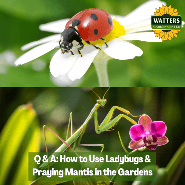 🐞 Q & A - How to Use Ladybugs and Praying Mantis in the Gardens
