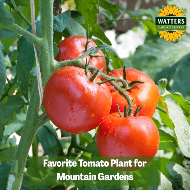🍅 Favorite Tomato Plant for Mountain Gardens
