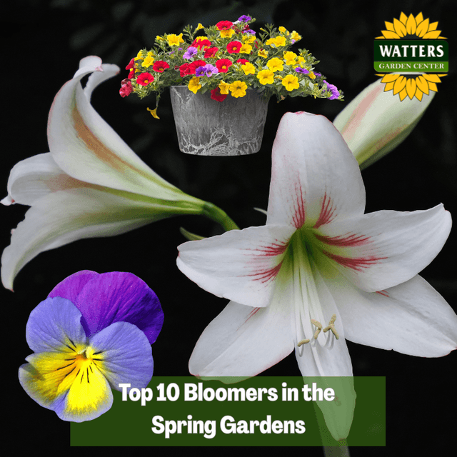 🌼 Top 10 Bloomers in the Spring Gardens