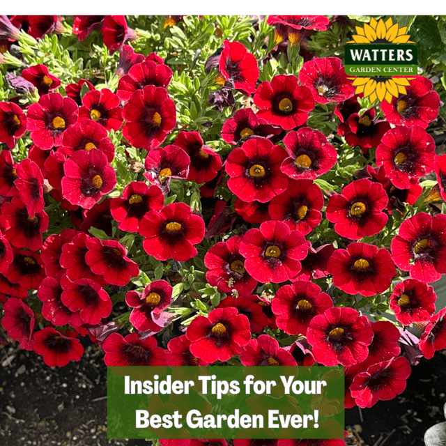🎙️Welcome to Episode 26 – 18 of The Mountain Gardener Podcast with Ken and Lisa Watters-Lain!