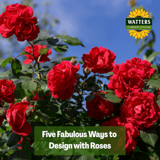 🌹Five Fabulous Ways to Design with Roses